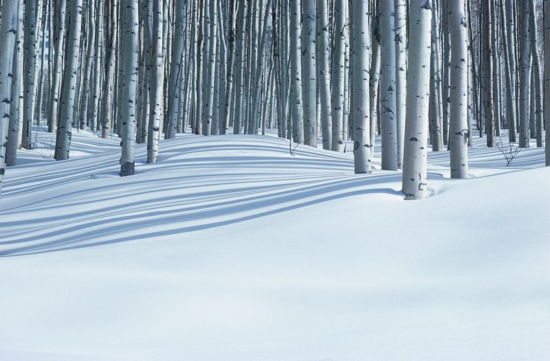 Forest In Winter, Colorado, USA