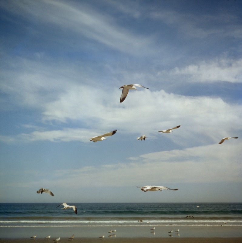 San Diego Gulls