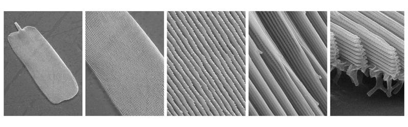 Butterfly Wing Scale