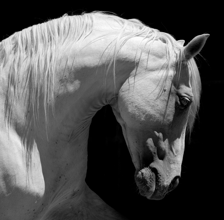 White Andalusian Horse