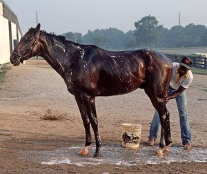 Baño de caballos