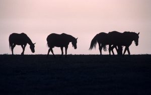 Silhouette de cheval