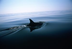 Aleta de delfín