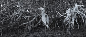 Heron In The Mangroves