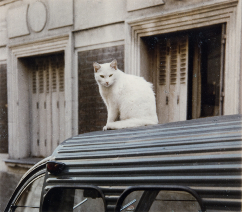 Cat On A Car Tin Roof