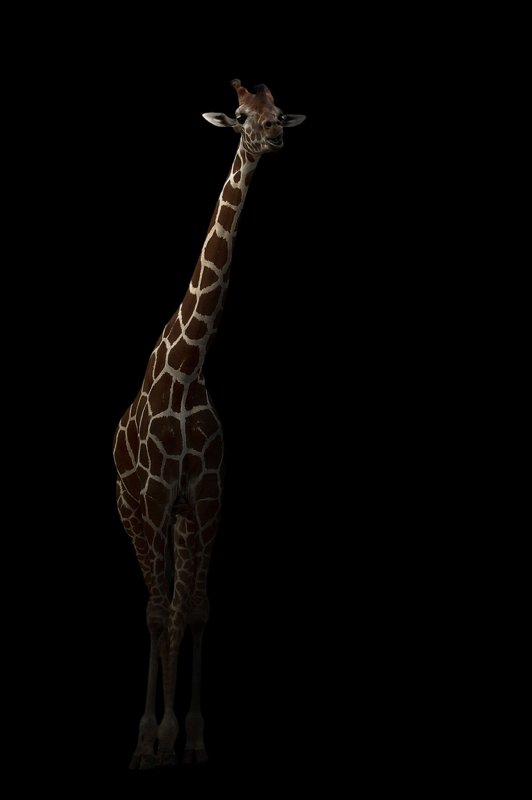 Giraffe In The Dark