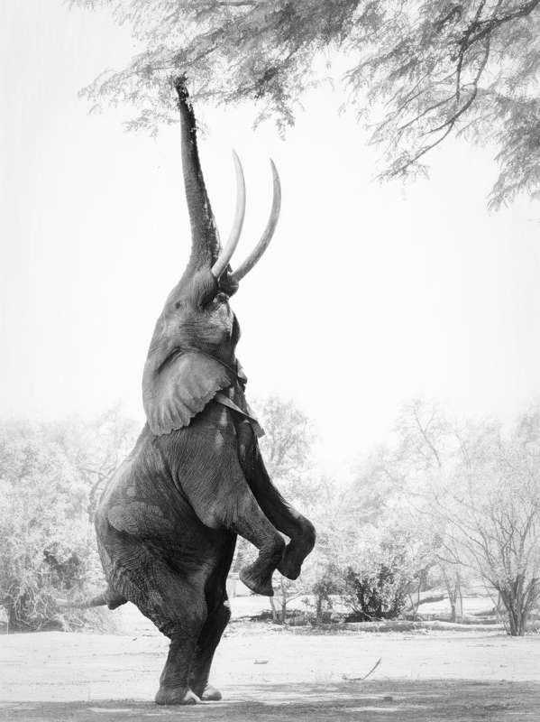 Elephant Standing Tall