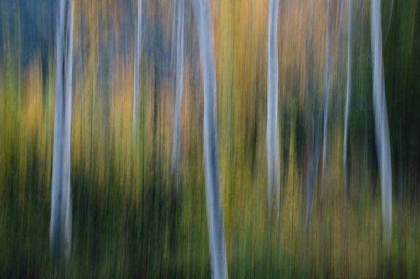 Blurred Trees - Galerie Prints - Premium Photographic Prints