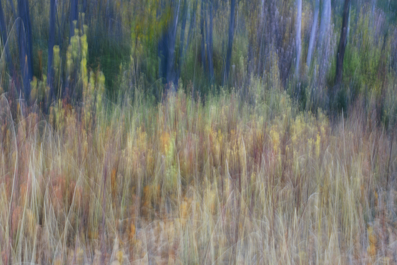 Blurred Forest