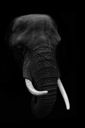 Elephant Emerging