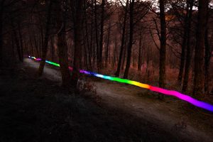 Forest Light Trail