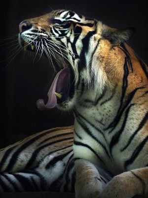 Tiger Yawn
