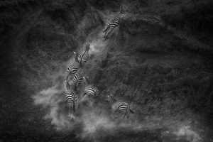 Zebras Running