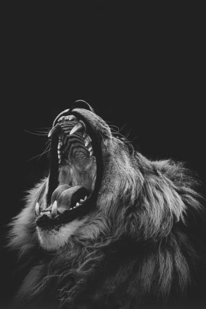 Lion Yawn