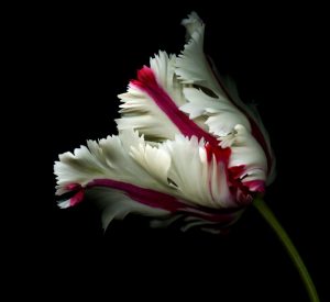 White And Red Tulip