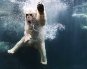 Polar Bear Underwater