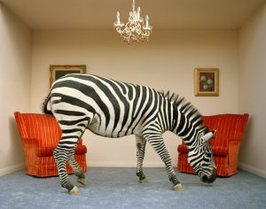 Surreal Zebra