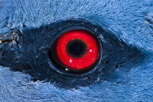 Red Pigeon Eye