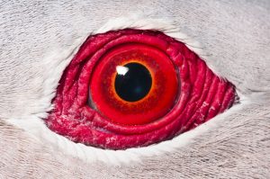 Pigeon Eye