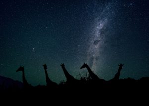 Giraffes Under Stars