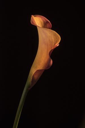 Orange Calla Lily