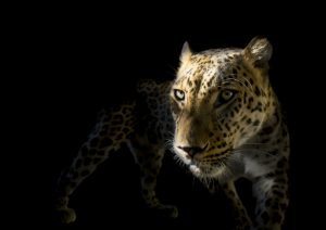 Leopard Emerging