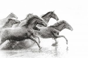 Wild Horses Running