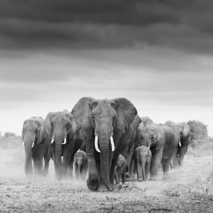 Elephant Herd