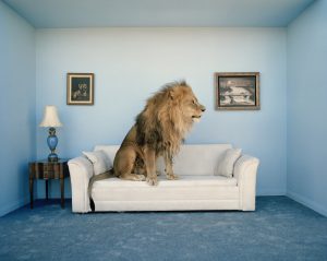 Surreal Lion