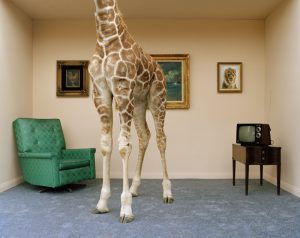 Surreal Giraffe