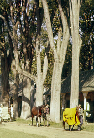 Horses And Stable Lads