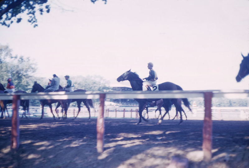 Horse Race At Saratago