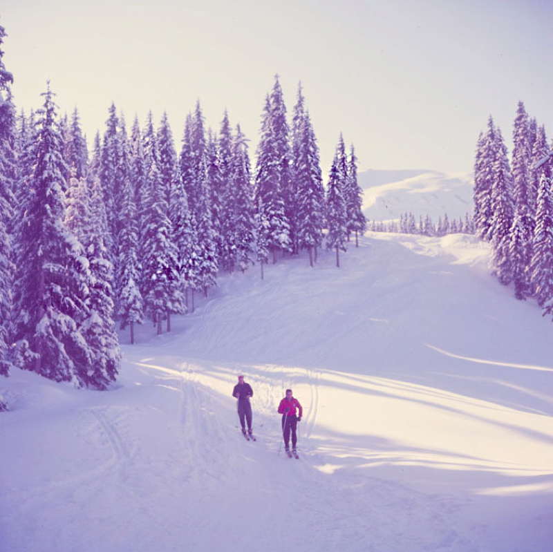 Skiers In The Woods